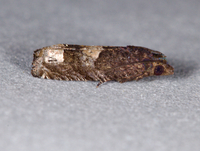 Eucosma parmatana