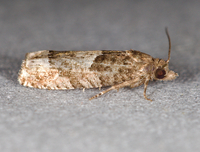 Eucosma parmatana