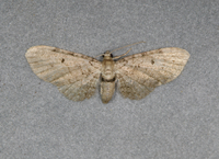 Eupithecia unidentified species