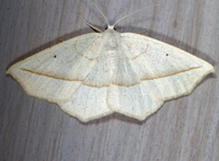 Eusarca confusaria