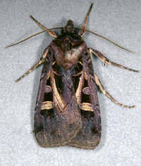 Feltia herilis