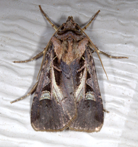 Feltia herilis