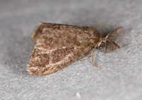 Fulgoraecia exigua
