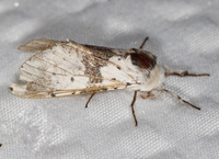 Furcula borealis