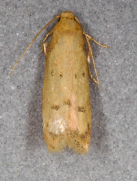 Gerdana caritella