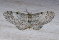 Glenoides texanaria