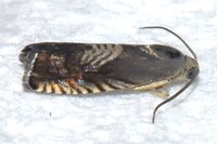 Grapholita tristrigana