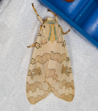 Halysidota tessellaris