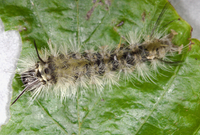 Halysidota tessellaris