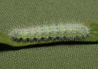 Hellinsia citrites