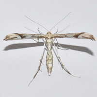 Hellinsia citrites