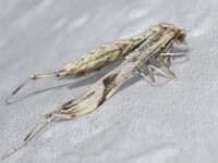 Hellinsia citrites