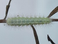 Hellinsia unidentified species