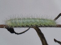 Hellinsia unidentified species