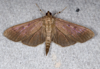 Herpetogramma sphingealis
