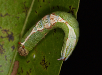 Heterocampa obliqua