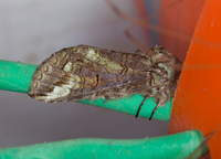 Heterocampa obliqua