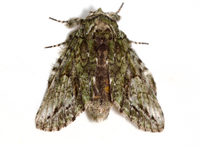 Heterocampa umbrata