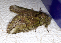 Heterocampa umbrata