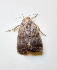 Athetis tarda