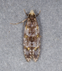 Homosetia unidentified species