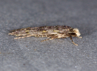 Homosetia unidentified species
