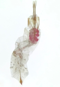 Homosetia unidentified species