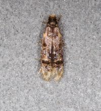 Homosetia unidentified species
