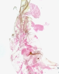 Homosetia unidentified species
