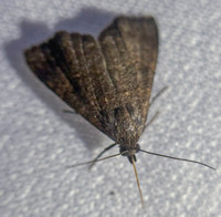 Hormoschista latipalpis