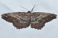 Hypagyrtis brendae