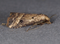 Hypenopsis calusa