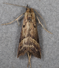 Hypenopsis calusa