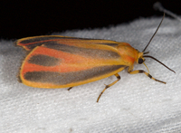 Hypoprepia fucosa