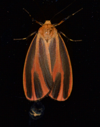 Hypoprepia miniata