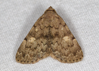 Idia aemula
