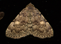 Idia aemula