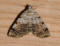 Idia americalis