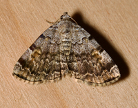 Idia americalis