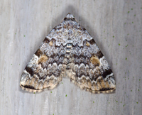 Idia americalis