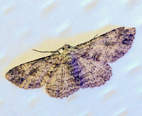 Iridopsis defectaria