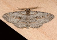Iridopsis humaria