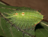 Isa textula
