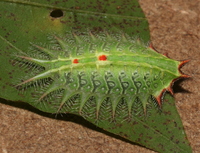 Isa textula
