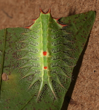Isa textula