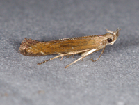 Isophrictis anteliella