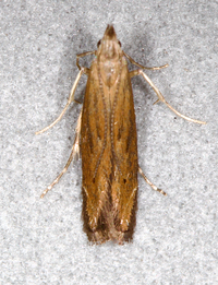 Isophrictis anteliella