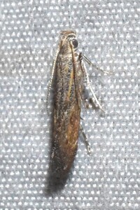 Isophrictis new species 1