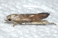 Isophrictis new species 1