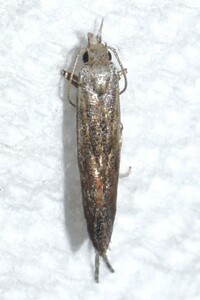 Isophrictis new species 1